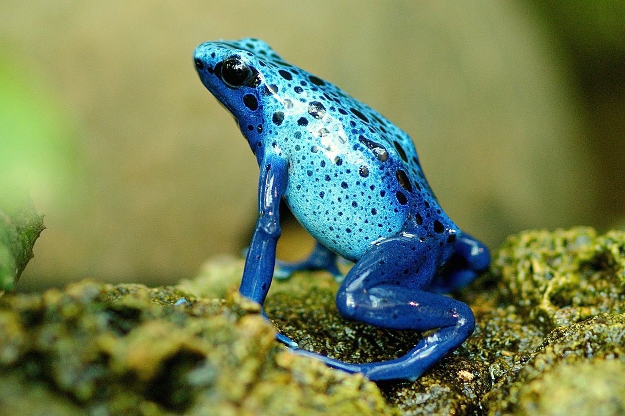 a blue and black frog sitting on a rock, flickr, hurufiyya, shiny skin”, frog - elephant creature, ( visually stunning, beautiful color