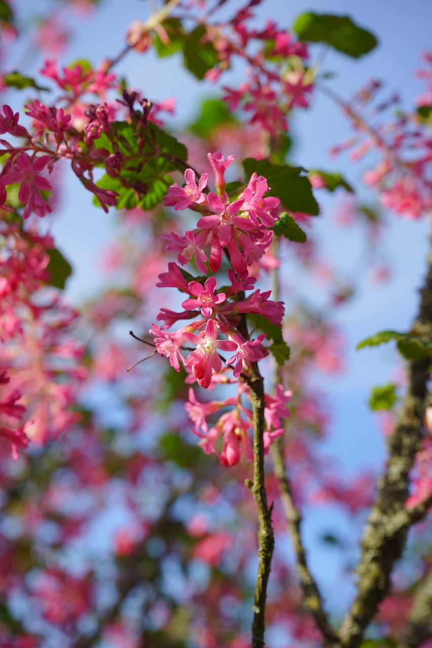 a close up of a tree with pink flowers, by Anato Finnstark, flickr, sōsaku hanga, pink bees, walking, img _ 9 7 5. raw, closeup 4k