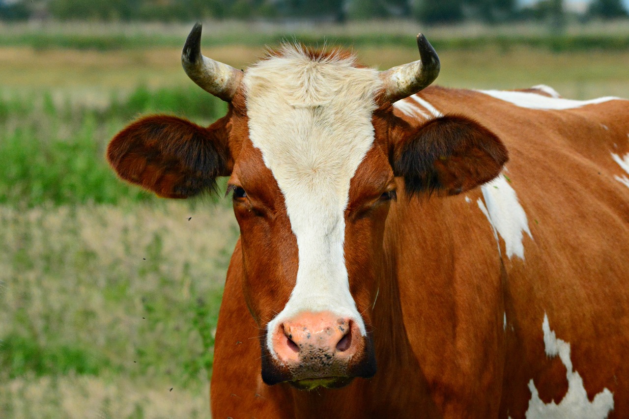 a brown and white cow standing in a field, a portrait, pexels, renaissance, long pointy ears, closeup headshot, square nose, red brown and white color scheme