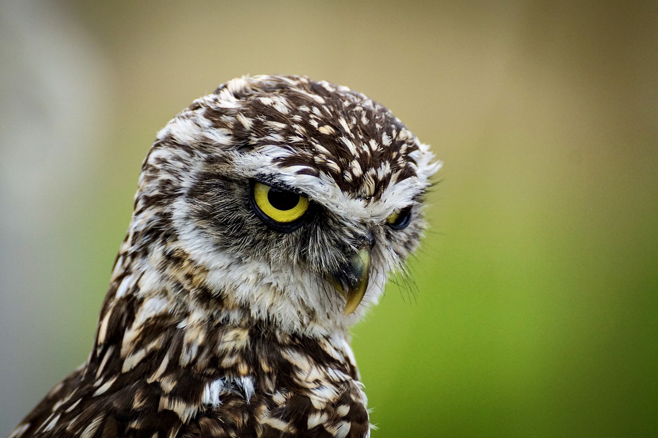 a close up of an owl's face with a blurry background, a picture, by John Gibson, photorealism, looking tired, speckled, very very small owl, animal photography