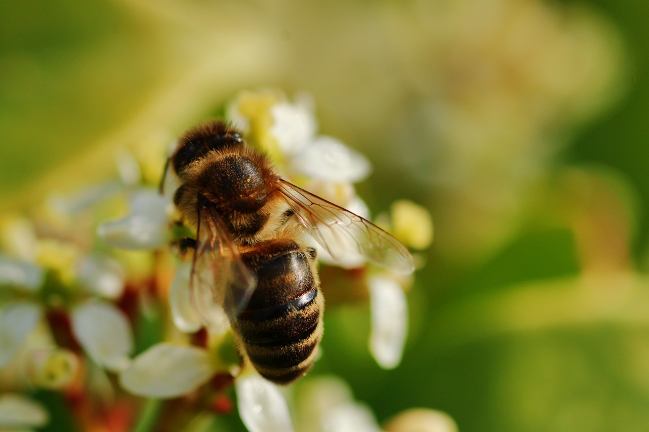 a close up of a bee on a flower, a macro photograph, shutterstock, hurufiyya, jasmine, stock photo, very detailed photo, mid shot photo