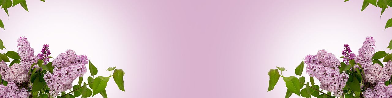 a picture of a bunch of purple flowers, inspired by Peter Alexander Hay, gradient light pink, uncompressed png, bubblegum, website banner