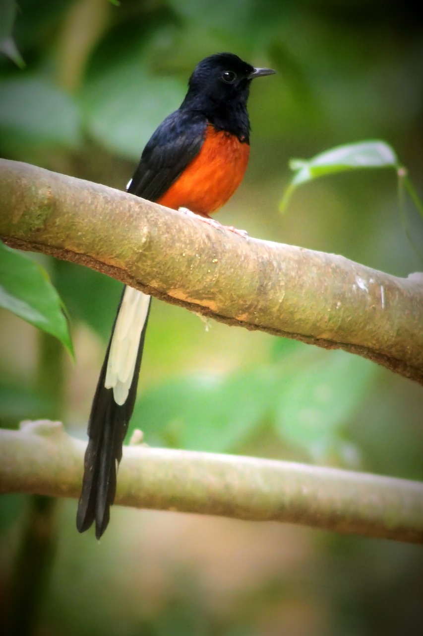 a small bird sitting on top of a tree branch, a photo, flickr, sumatraism, orange red black white, sitting in a colorful forest, scimitar, well edited