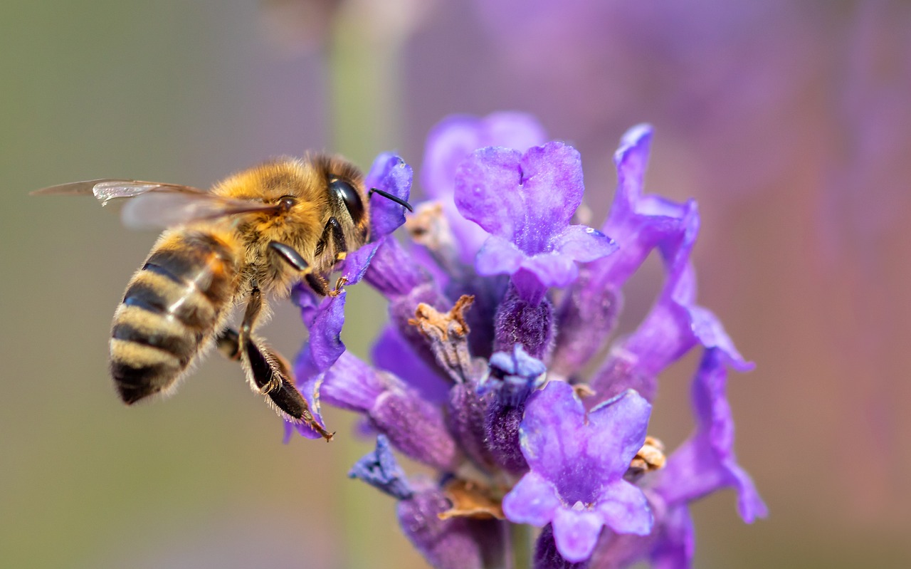 a close up of a bee on a purple flower, by Dietmar Damerau, shutterstock, lavender blush, honey and bee hive, highly detailed close up shot, stock photo