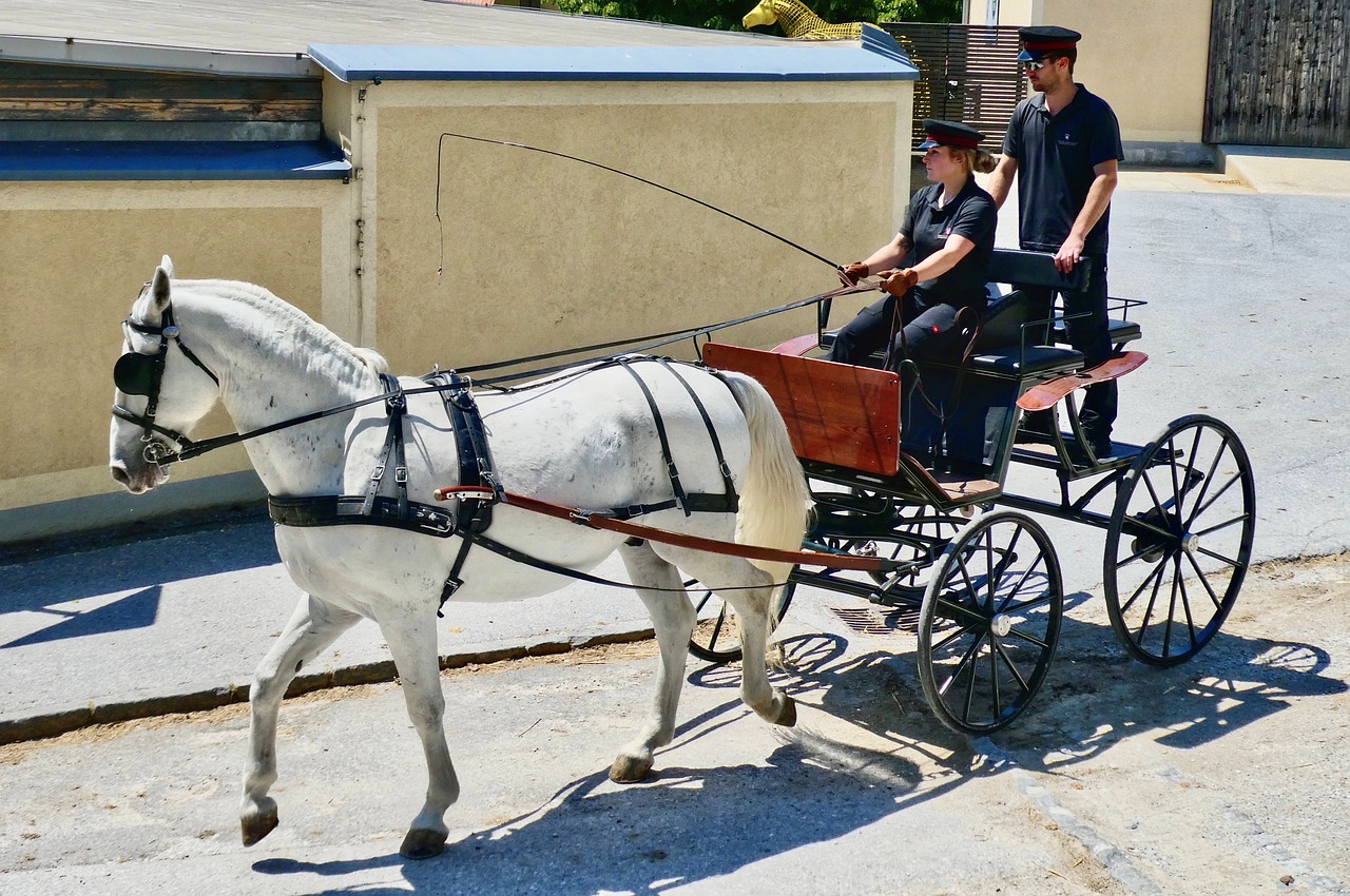 two people riding in a horse drawn carriage, a picture, by Petr Brandl, flickr, traditional corsican, an all white horse, mechanized transport, on set