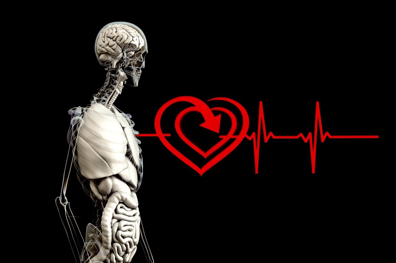 a skeleton and a heart on a black background, a digital rendering, whose mind is pure machinery, heart rate, brains, profile photo