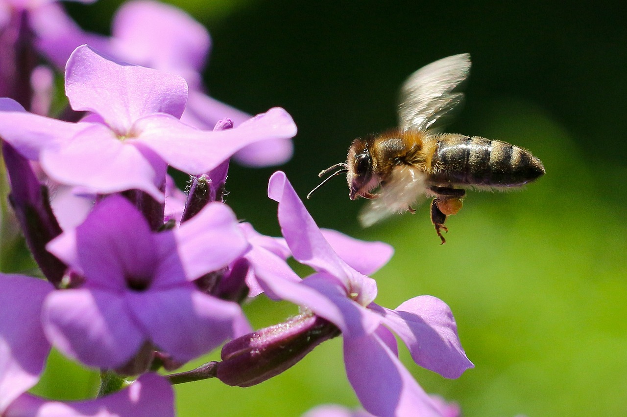 a close up of a bee flying near purple flowers, by Dave Allsop, flickr, verbena, loosely cropped, honey, take off