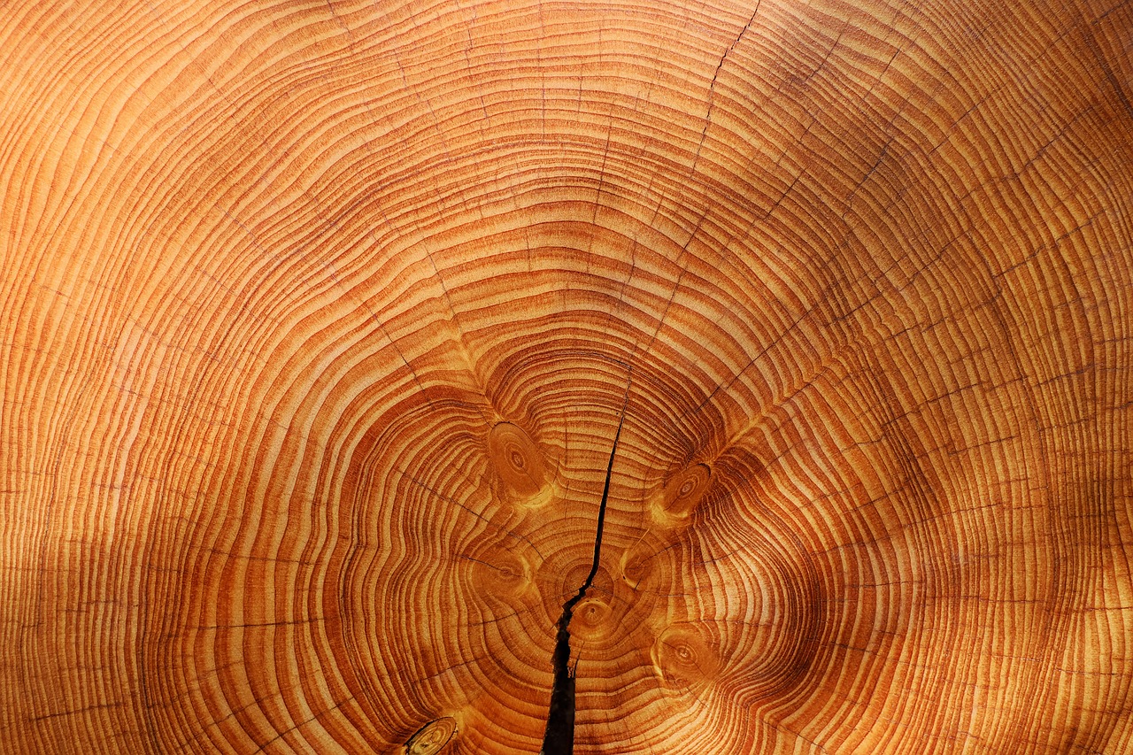 a close up of a cross section of a tree trunk, by Erwin Bowien, hurufiyya, an orange, pine wood, circles, giant sequoia