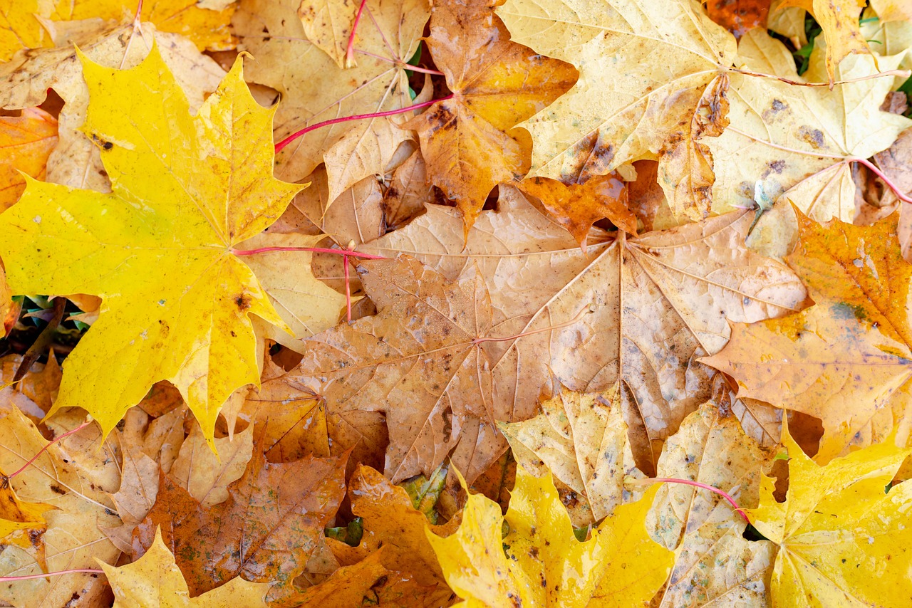 a bunch of leaves that are laying on the ground, a photo, by Istvan Banyai, shutterstock, canadian maple leaves, close-up from above, colors: yellow, different closeup view