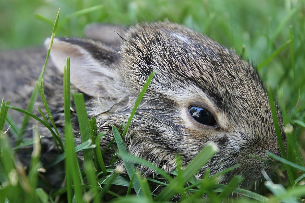 a close up of a small rabbit in the grass, by Matt Cavotta, pixabay, happening, laying down in the grass, closeup at the face, no words 4 k, young lynx