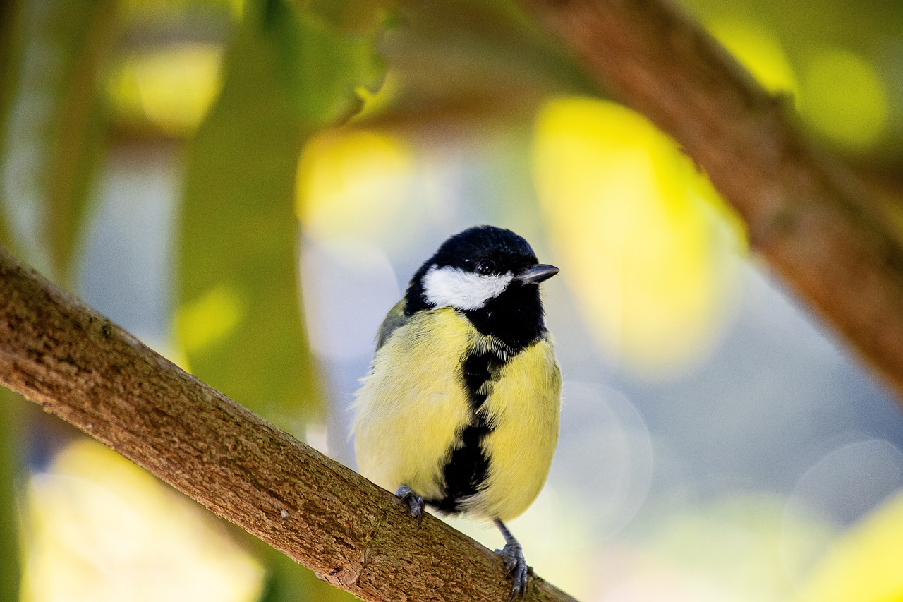 a small bird sitting on top of a tree branch, a picture, shutterstock, bauhaus, vivid colors!, slight yellow hue, focus on full - body, portrait mode photo