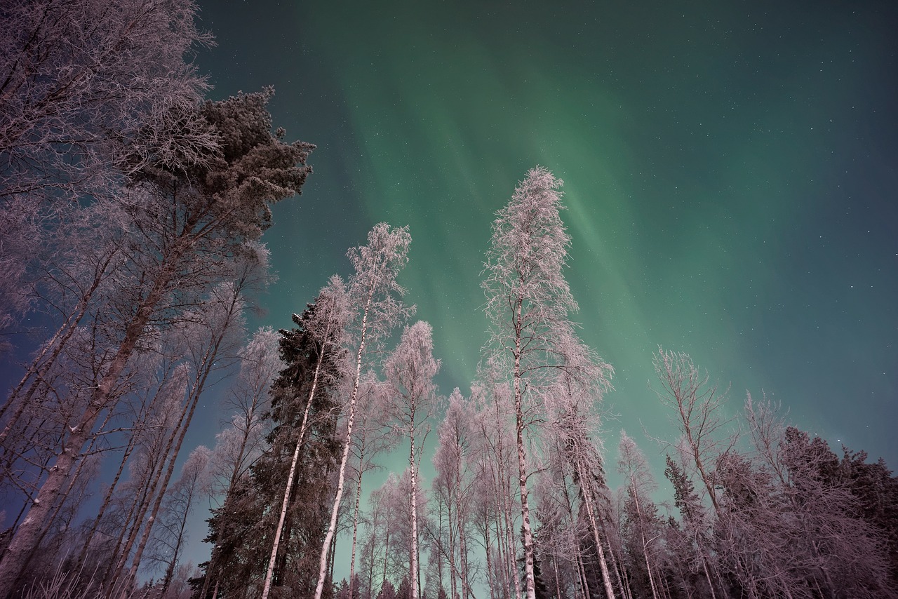 a group of trees that are standing in the snow, by Anato Finnstark, flickr, with aurora borealis in the sky, low angle photography, forest. white trees, false color