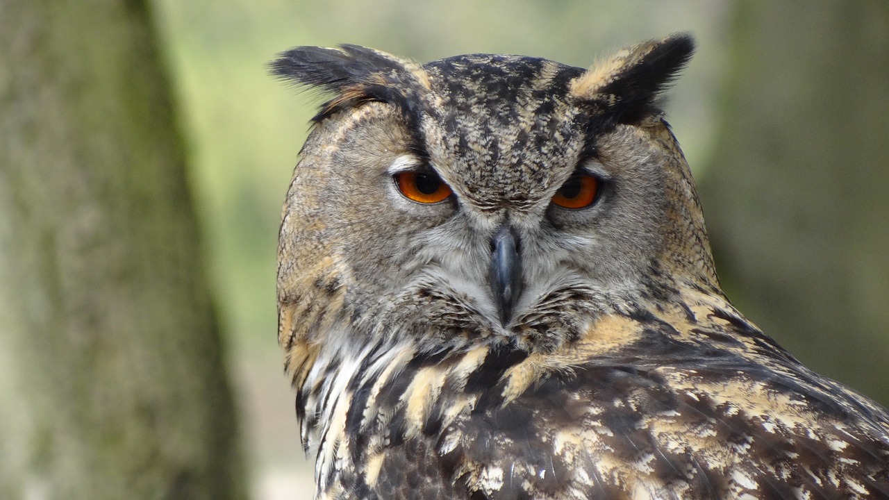 a close up of an owl with a tree in the background, a picture, by Edward Corbett, pixabay, hurufiyya, close up head shot, serious business, with large wings, head and shoulder shot