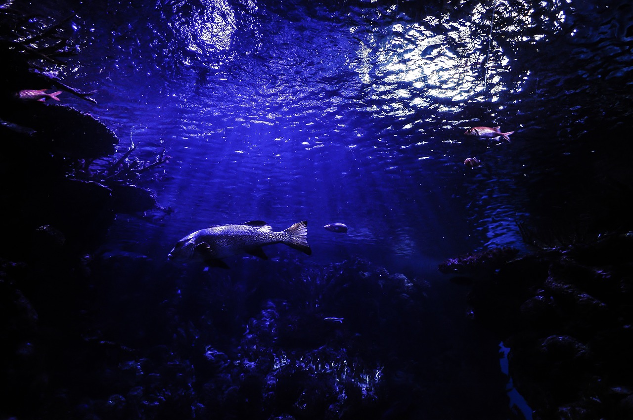 a fish that is swimming in some water, a picture, by Greg Rutkowski, background is a low light museum, sharks, zoo, show from below