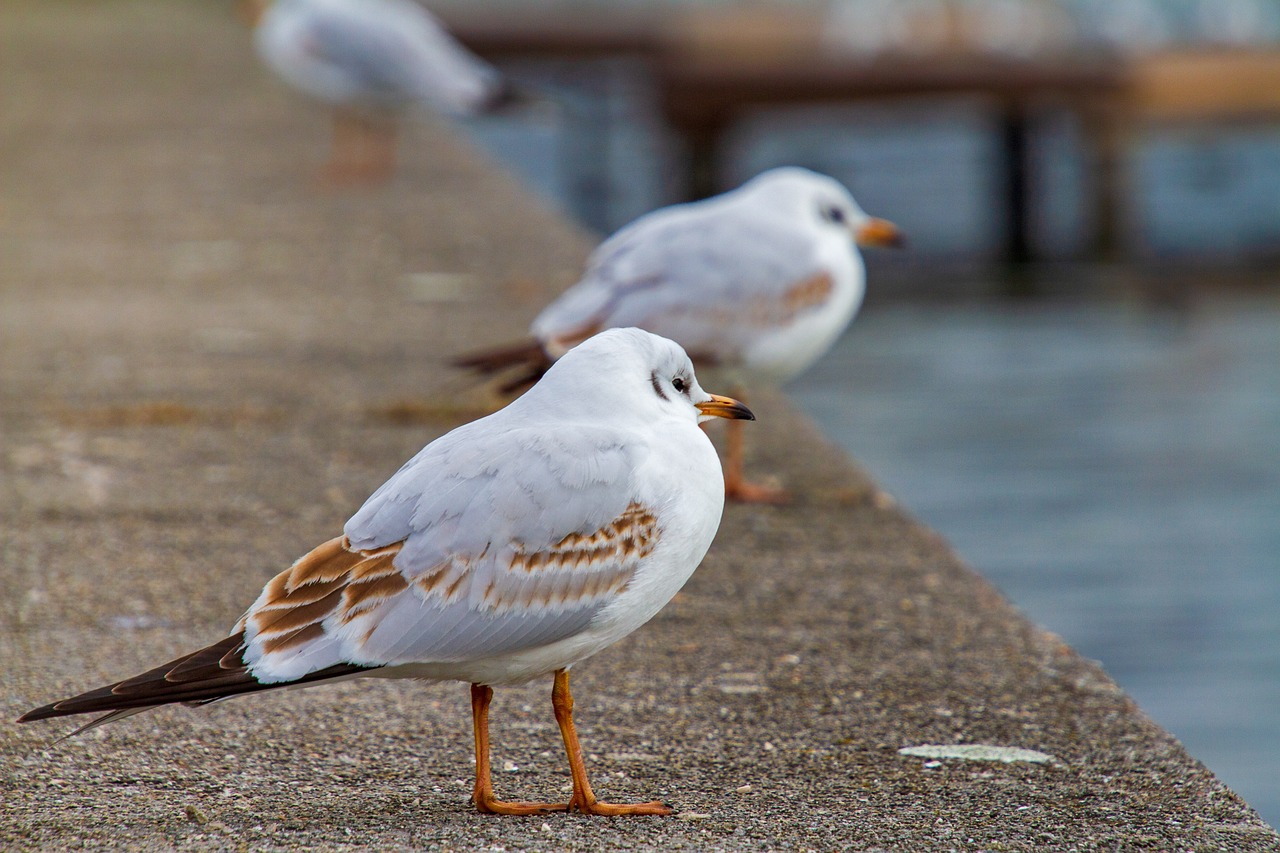 a group of seagulls standing next to a body of water, a photo, by Jan Rustem, shutterstock, on the sidewalk, white and orange, stock photo, white eyes