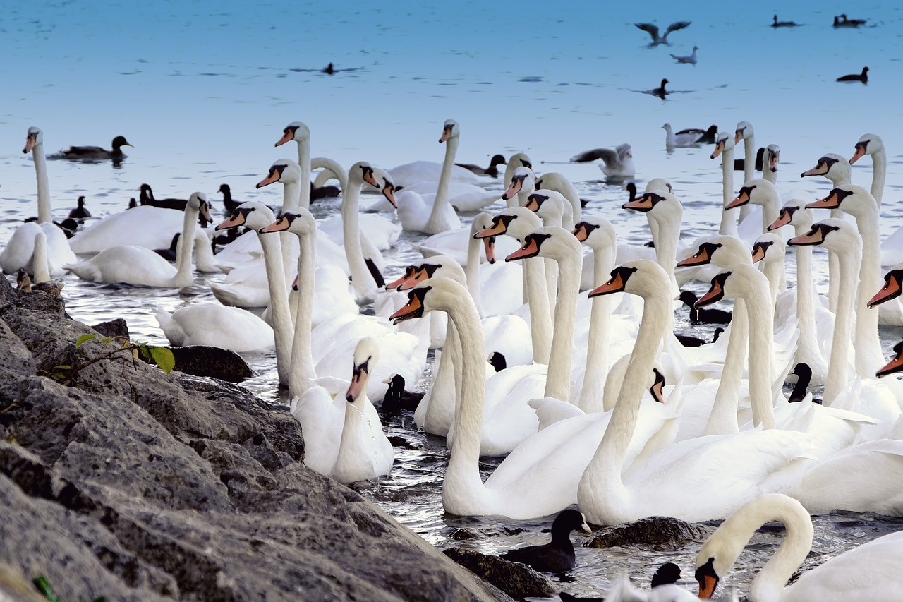 a flock of swans standing on top of a body of water, a photo, by Hans Schwarz, shutterstock, on the coast, [ realistic photo ]!!, alexey egorov, many details