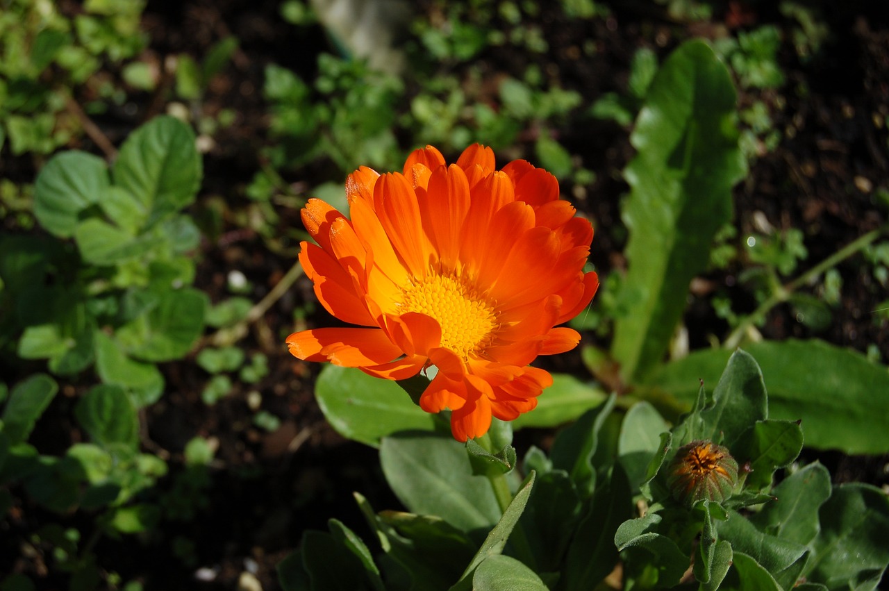 an orange flower with green leaves in the background, a portrait, marigold, rocket, flash photo