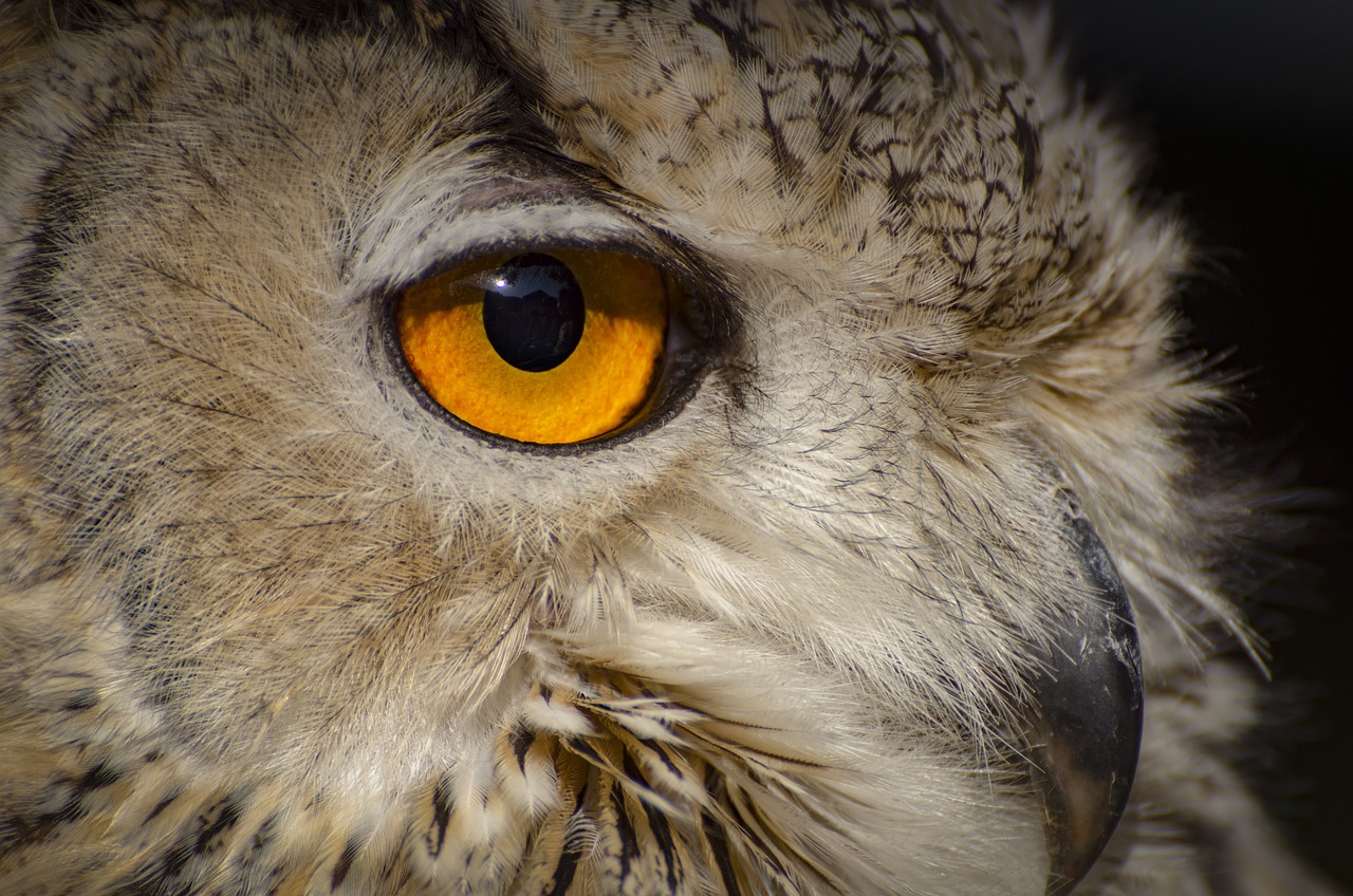 a close up of an owl with yellow eyes, a portrait, by Edward Corbett, shutterstock, photorealism, hdr detail, high detail and high contrast, close - up profile, eyes with catchlight