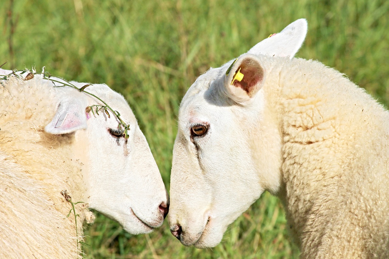 a couple of sheep standing next to each other, a photo, by Robert Brackman, shutterstock, romanticism, lesbian kiss, flowers on heir cheeks, with a white muzzle, close establishing shot