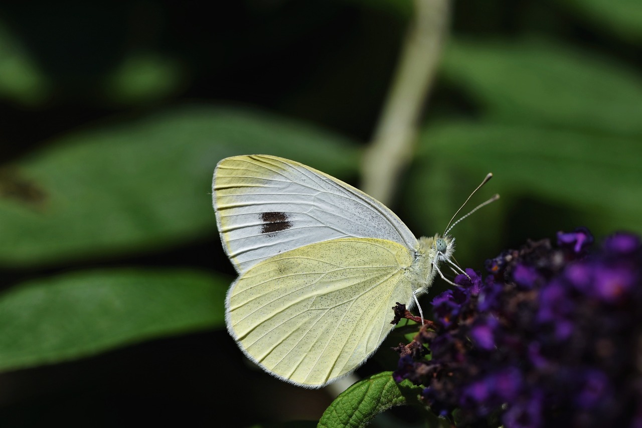 a white butterfly sitting on top of a purple flower, by Dave Allsop, flickr, yellow butterflies, sheltering under a leaf, img _ 9 7 5. raw, side profile shot