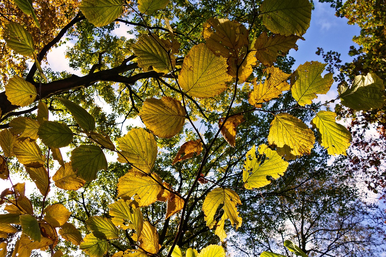 the sun shines through the leaves of a tree, by Dietmar Damerau, flickr, baroque, leaves in the air, linden trees, outher worldly colours, morning detail