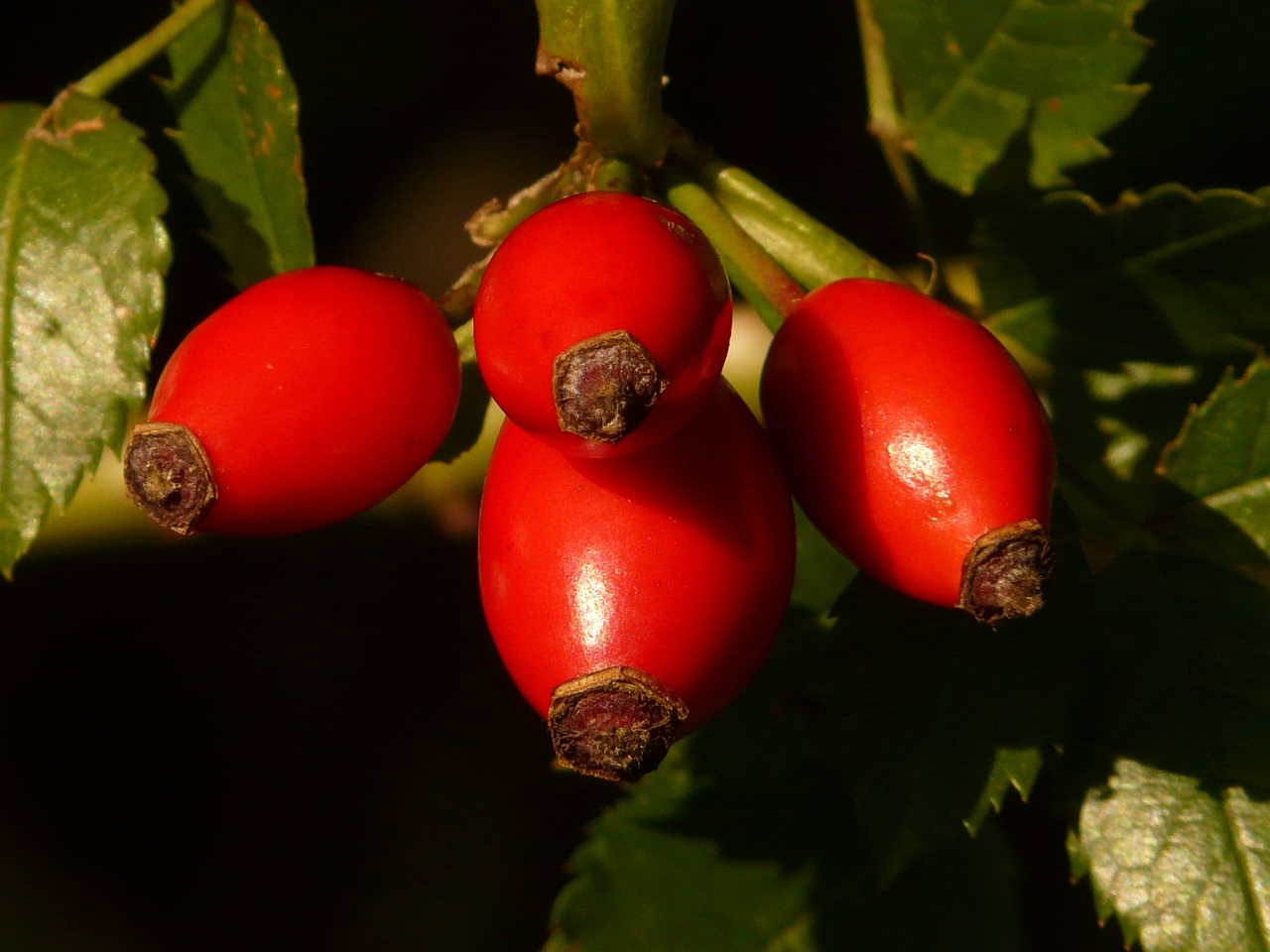 a close up of some red berries on a tree, inspired by Jane Nasmyth, trending on pixabay, hurufiyya, natural point rose', caramel, macro photography 8k, goat