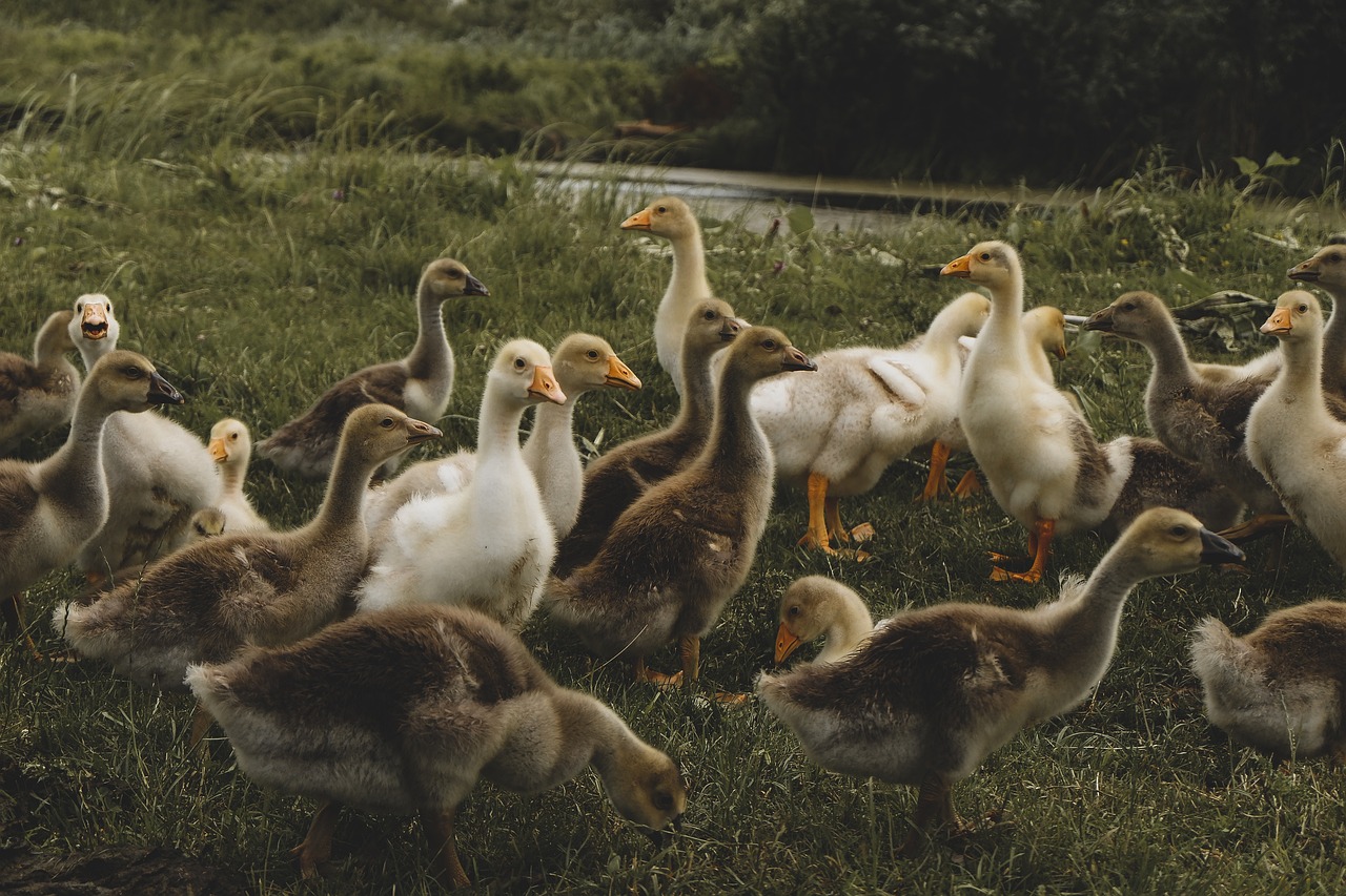 a flock of ducks standing on top of a lush green field, a picture, pexels, renaissance, ryan gosling fused with a goose, 🦩🪐🐞👩🏻🦳, adoptables, jovana rikalo