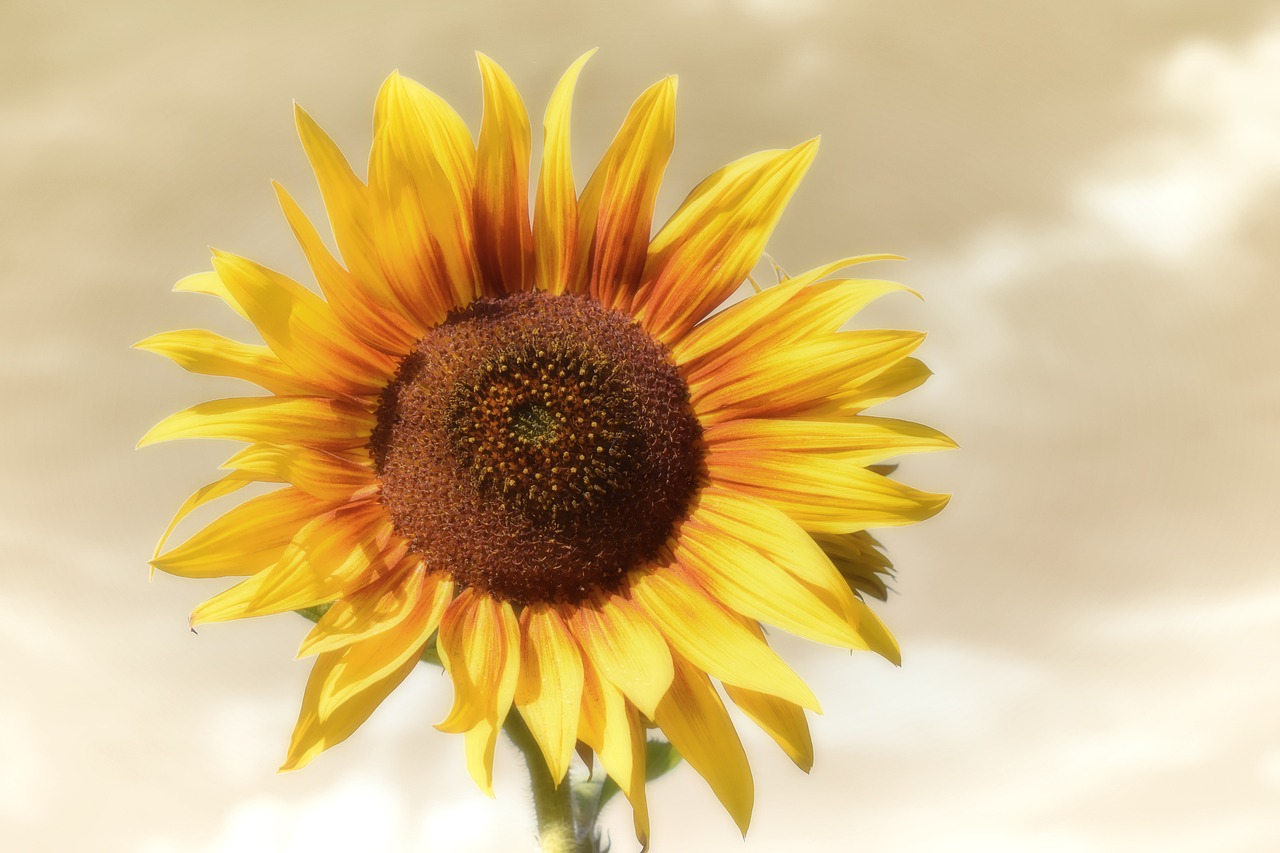 a close up of a sunflower against a cloudy sky, photorealism, high detail product photo, warm golden backlit, hdr digital painting, highly detailed product photo