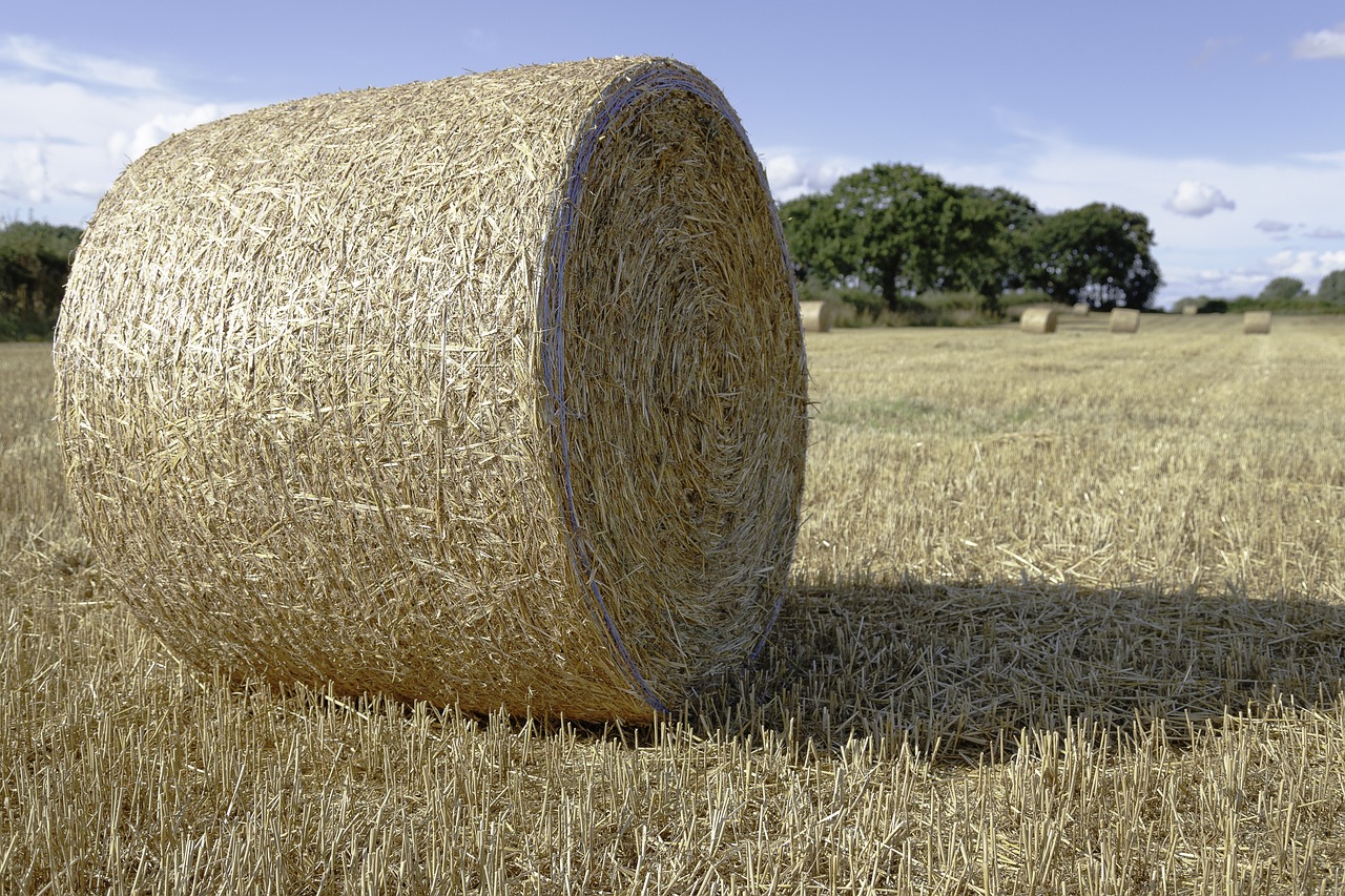 a hay bale in a field with trees in the background, a picture, figuration libre, modern high sharpness photo