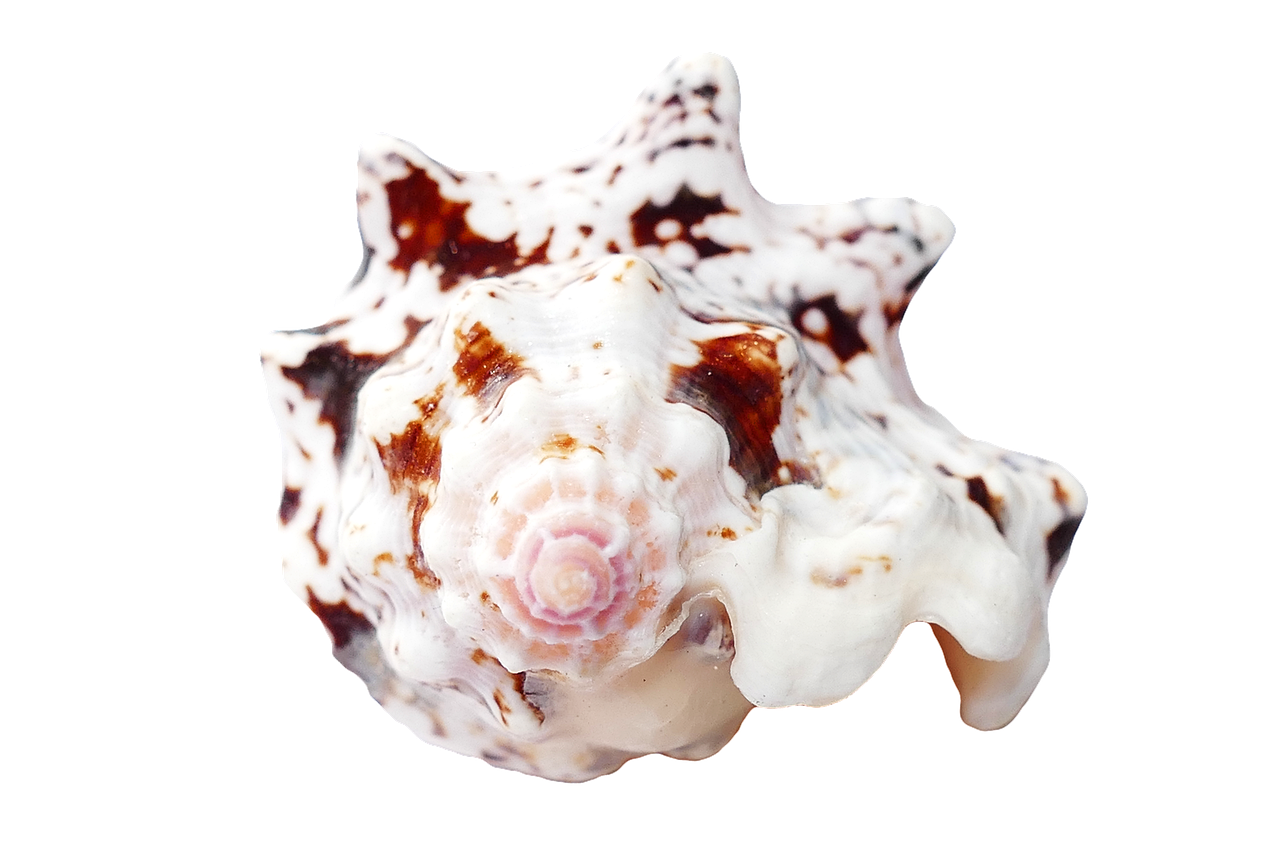 a close up of a sea shell on a black background, pink white turquoise, high res photo