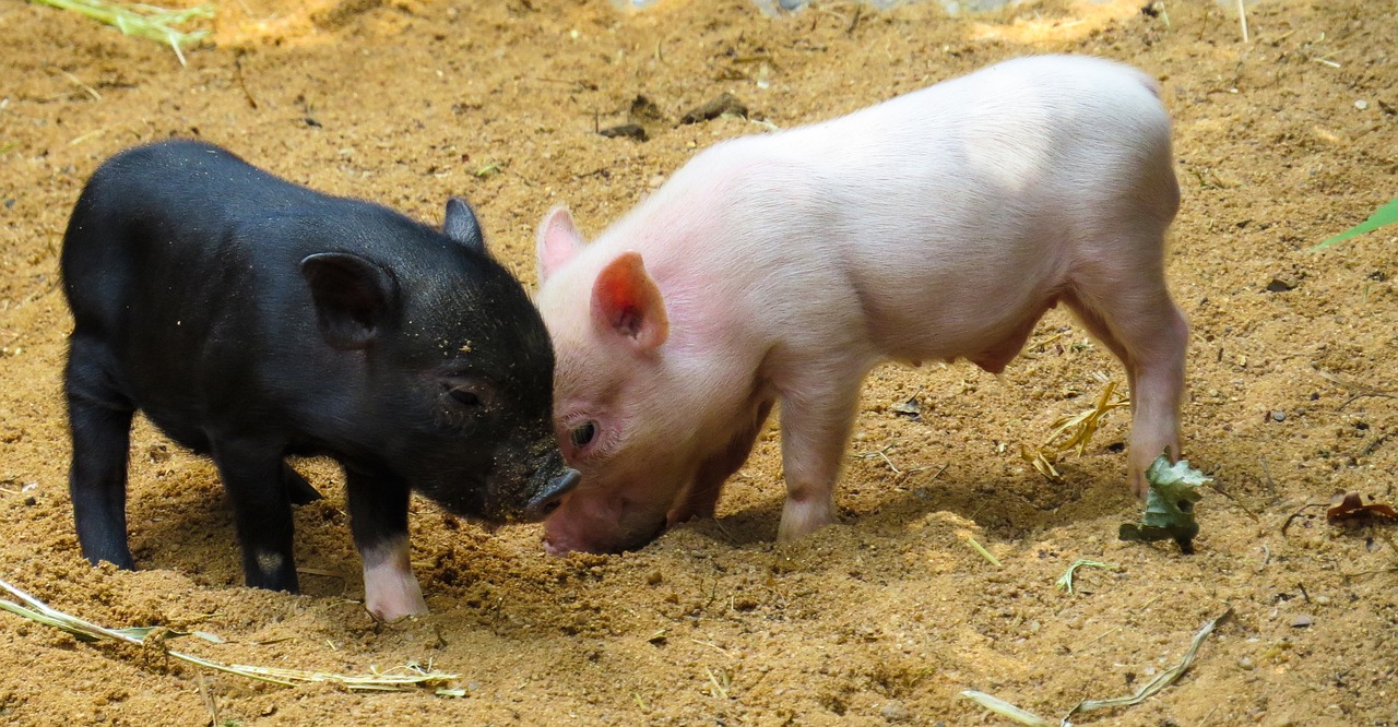 a couple of small pigs standing next to each other, a picture, pixabay, romanticism, fighting each other, black, licking out, adoptables