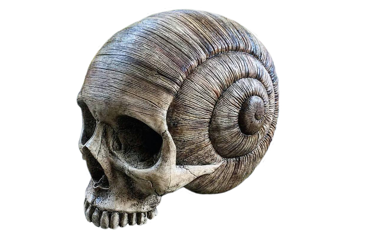 a close up of a skull on a black background, a surrealist sculpture, by Jon Coffelt, new sculpture, snail shell, amazing concrete sculpture, sculpture made of wood, [[fantasy]]