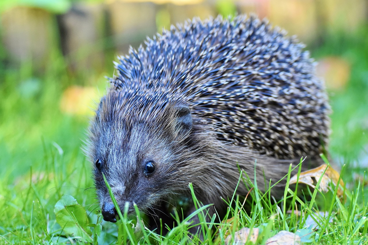 a hedgehog is walking through the grass, pixabay, renaissance, with a white muzzle, very sharp and detailed image, very sharp photo