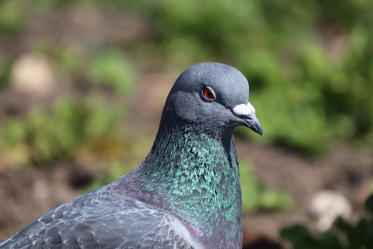 a close up of a pigeon on the ground, a portrait, green head, indigo, highly detailed 8k photo, in the sun