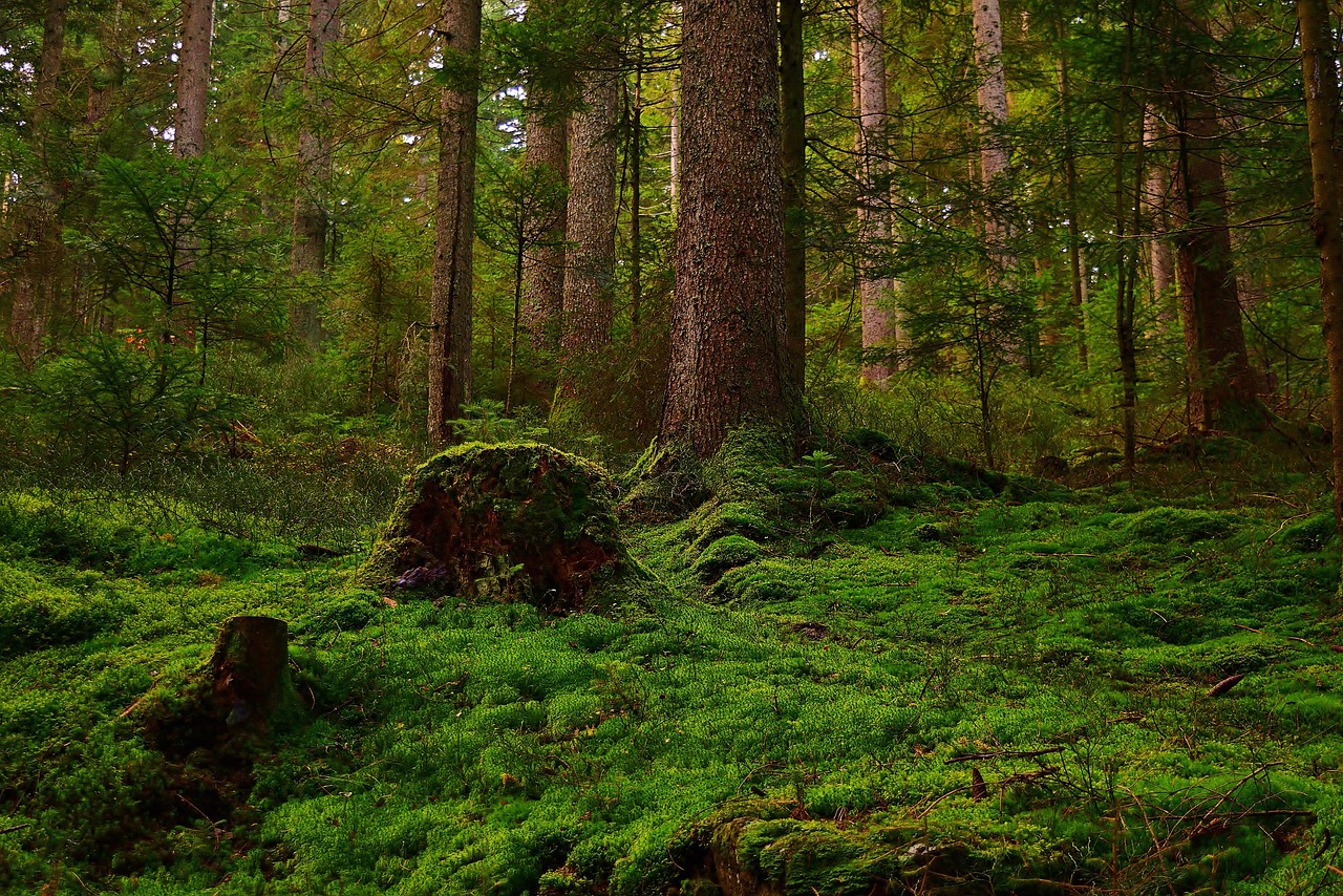 a lush green forest filled with lots of trees, by Dietmar Damerau, flickr, washington state, forest floor, ((forest)), lush green meadow