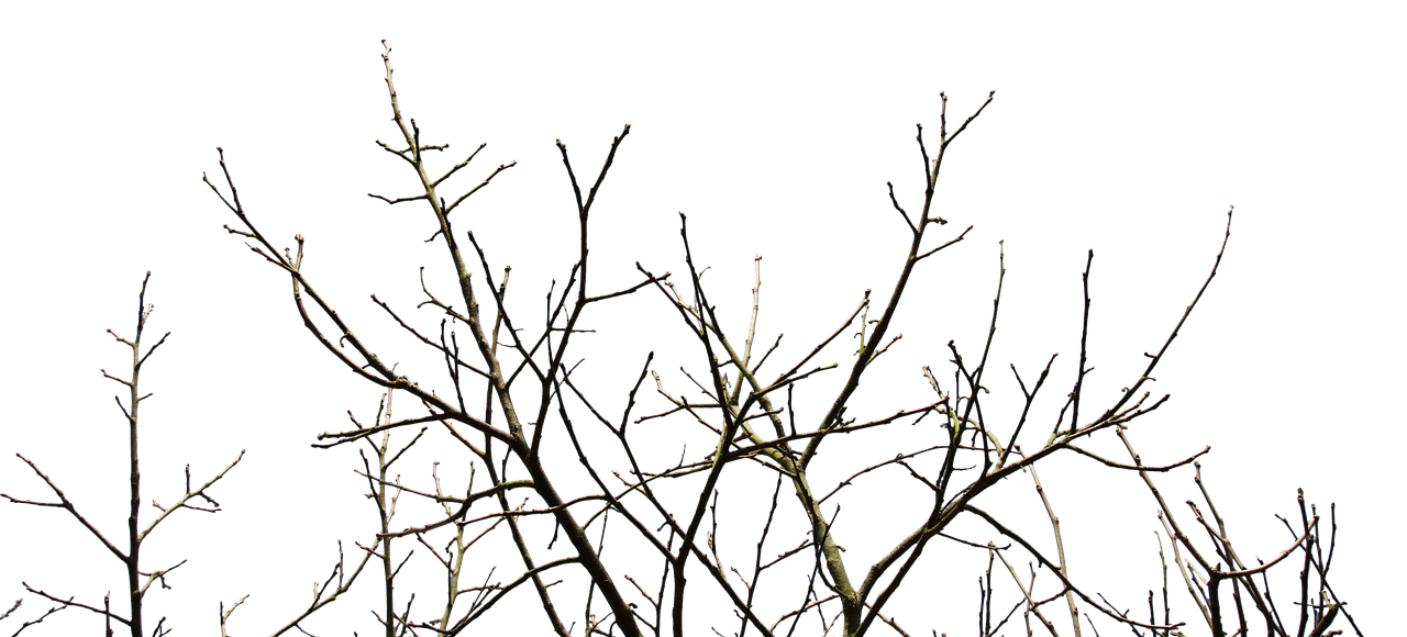 a bird sitting on top of a tree branch, a microscopic photo, digital art, dark winter evening, detailed zoom photo, composed of random limbs, late night melancholic photo