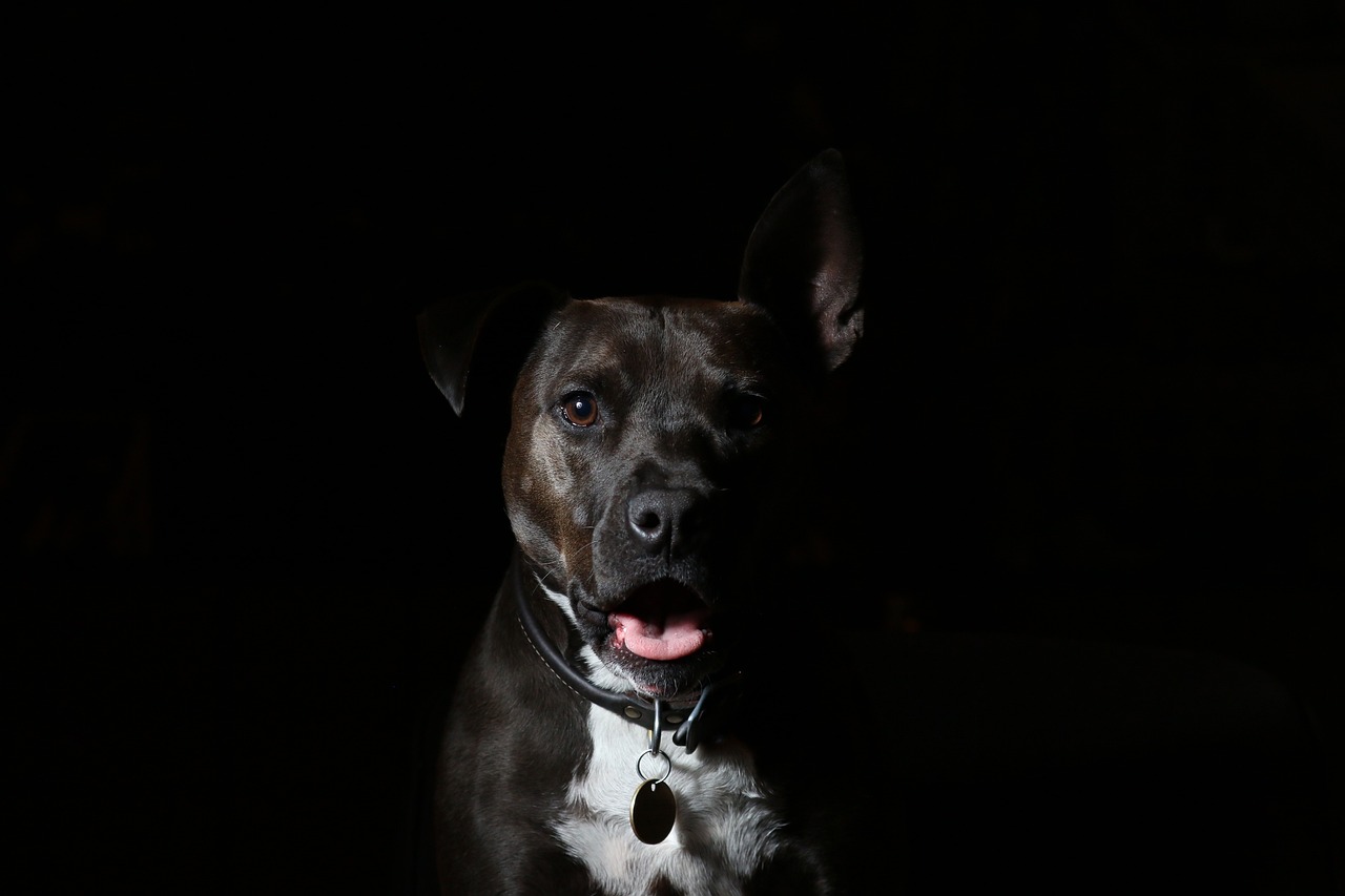 a close up of a dog in the dark, a portrait, pits, background ( dark _ smokiness ), with backlight, off camera flash