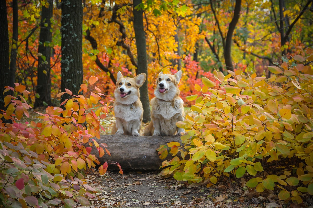 two dogs sitting on a log in the woods, a portrait, by Maksimilijan Vanka, shutterstock, corgi cosmonaut, autumn colour oak trees, posing!!, yellow and red