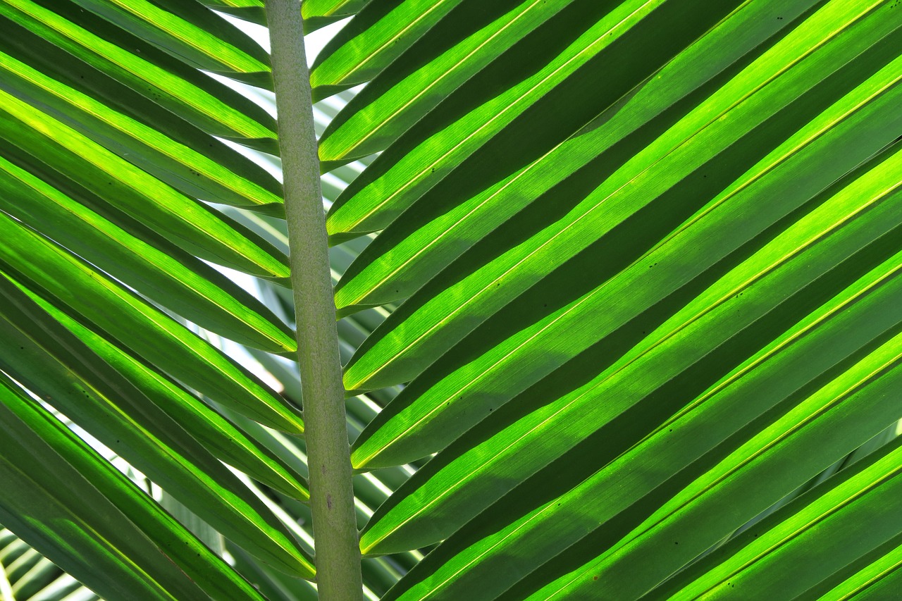 a close up of a leaf of a palm tree, fine art, modern high sharpness photo