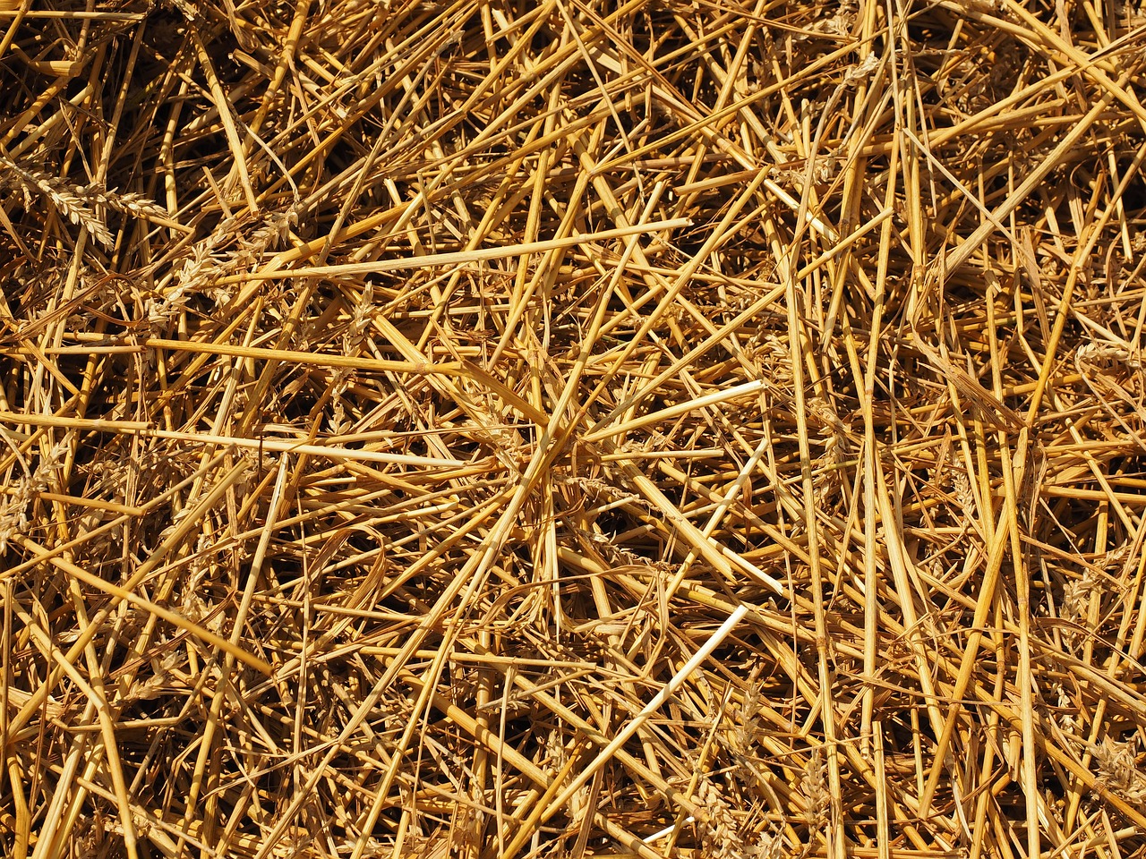 a close up of a pile of straw, inspired by David Ramsay Hay, flickr, symmetrical complex fine detail, corps scattered on the ground, [ closeup ]!!, wyoming