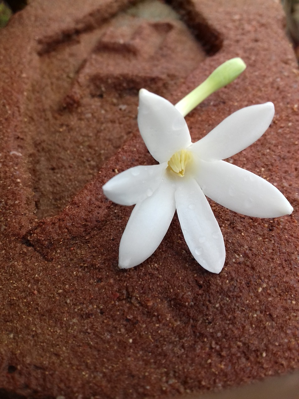 a white flower sitting on top of a piece of cake, minimalism, red dusty soil, jasmine, laos, michilin star