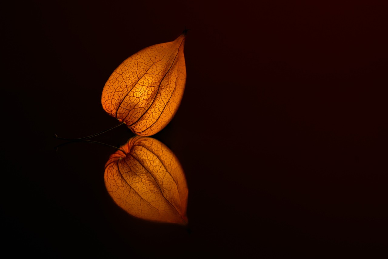 a close up of a leaf on a table, a macro photograph, shutterstock, minimalism, chinese lanterns, beautiful reflexions, dark orange, ethereal lighting - h 640