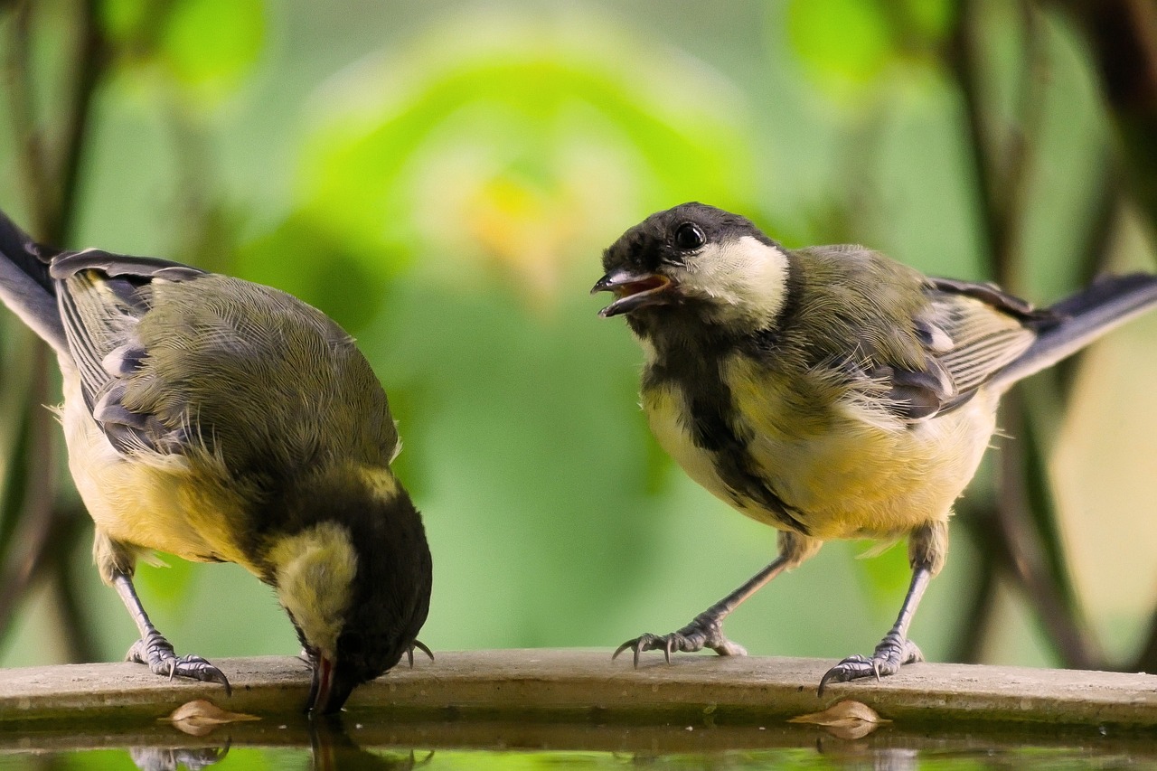 a couple of birds sitting on top of a bird bath, by Dietmar Damerau, flickr, naturalism, uhd candid photo of dirty, angry at mirror, loosely cropped, adult pair of twins