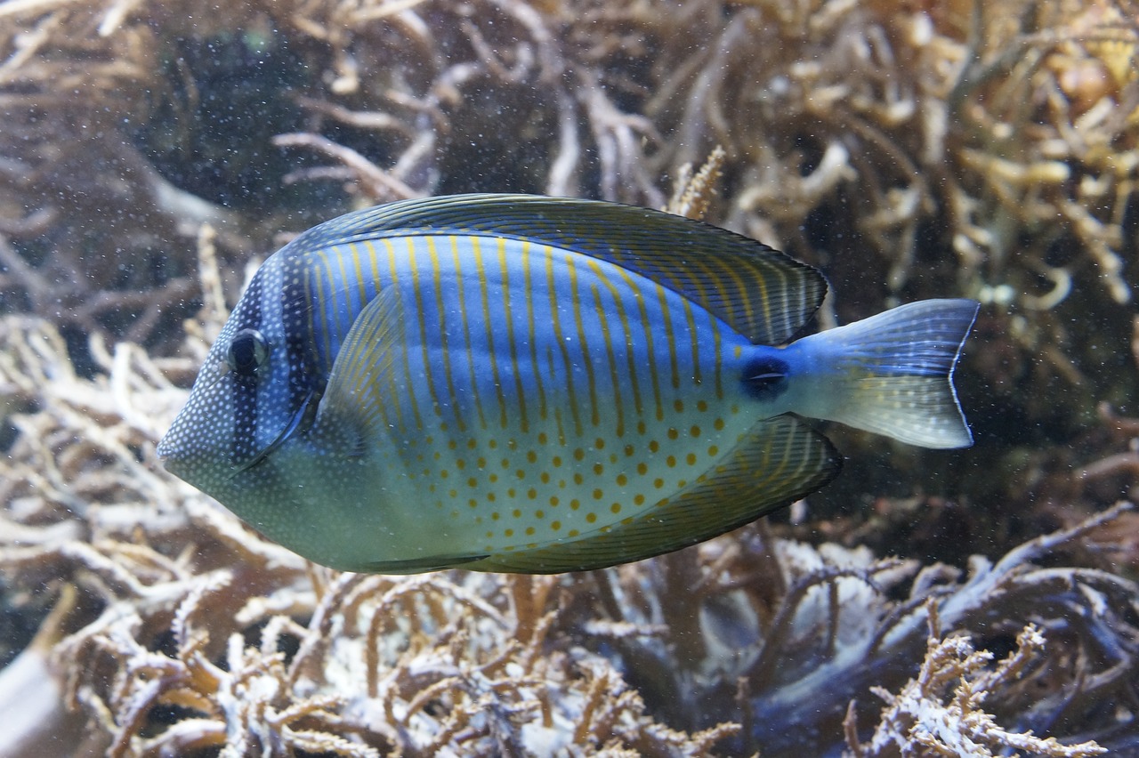 a close up of a fish in an aquarium, flickr, hurufiyya, blue and yellow fauna, photo taken in 2018, mid 2 0's female, tropical sea creatures