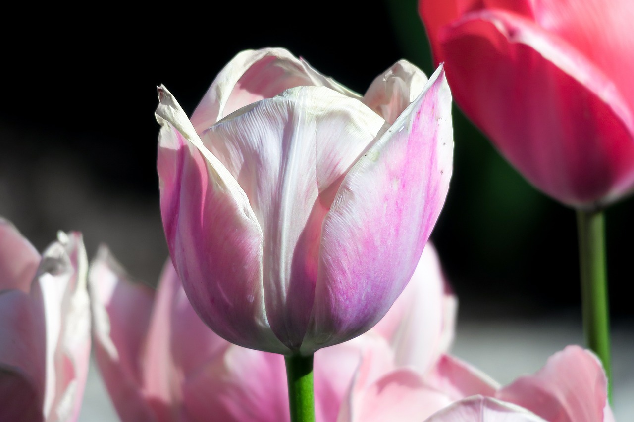 a group of pink tulips sitting next to each other, by Tom Carapic, romanticism, difraction from back light, detailed white, different closeup view, depicting a flower