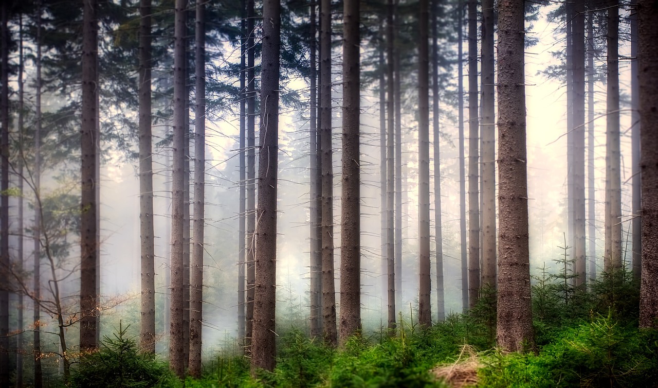 a forest filled with lots of tall trees, a photo, by Jacob Kainen, fine art, ((mist)), postprocessed, pine wood, beautiful iphone wallpaper