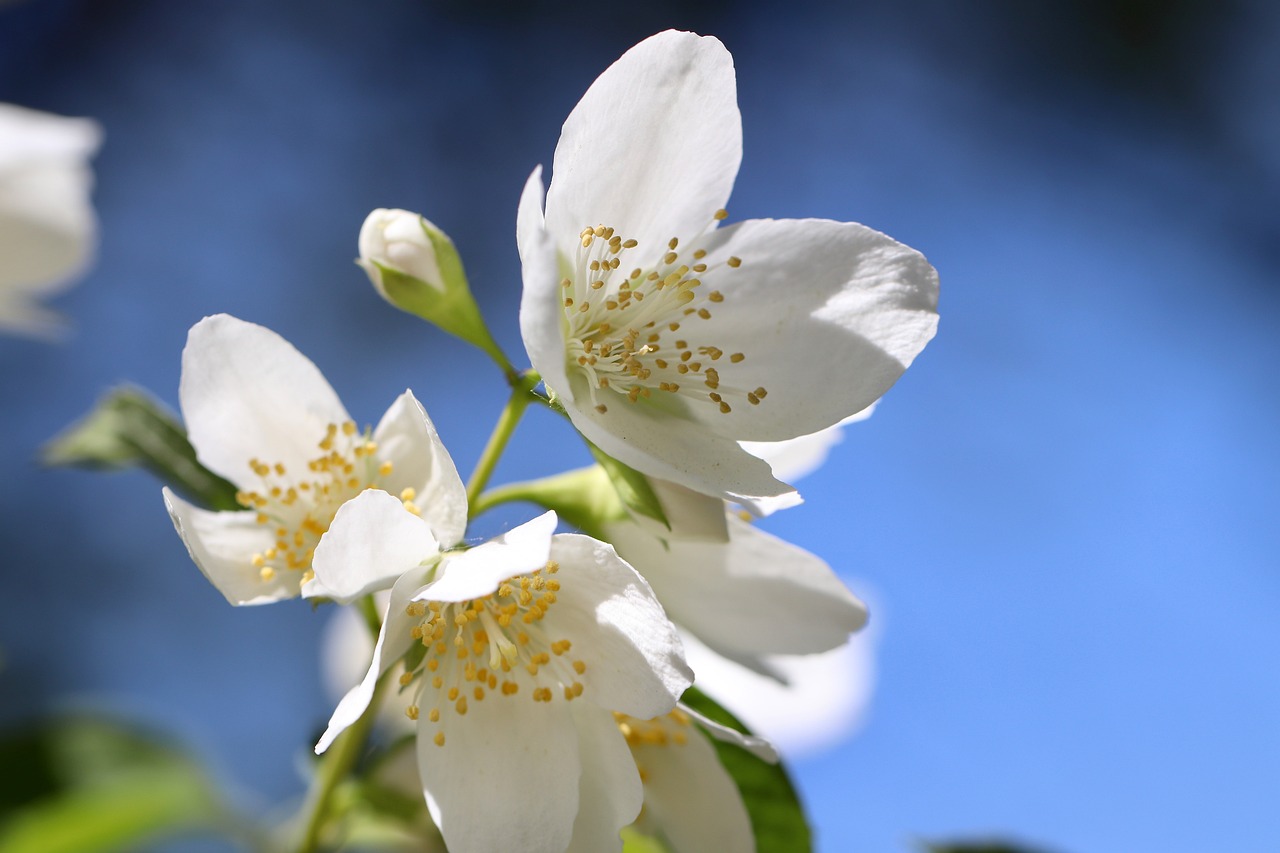 a close up of white flowers against a blue sky, a picture, by Linda Sutton, apple blossoms, beautiful flower, jasmine, pollen