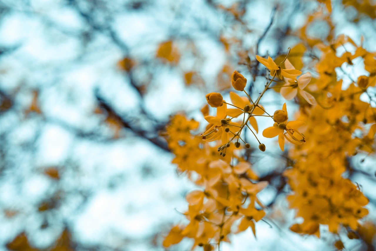 a close up of a tree with yellow leaves, a tilt shift photo, minimalism, clematis like stars in the sky, bokeh photo