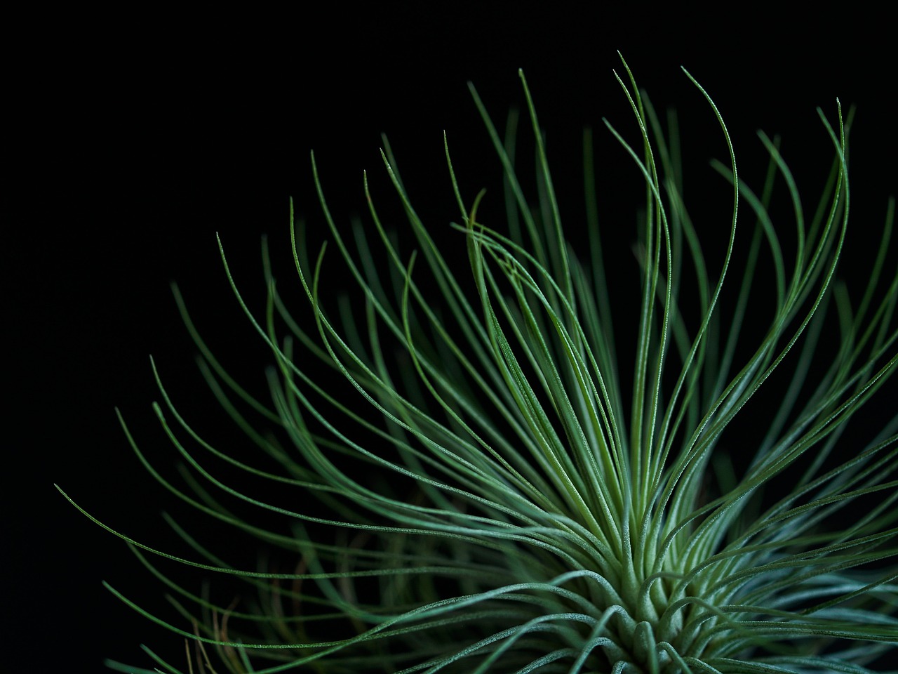 a close up of a plant with green leaves, a macro photograph, by George Jamesone, minimalism, twirling glowing sea plants, hymenocallis coronaria, shot at dark with studio lights, curvaceous. detailed