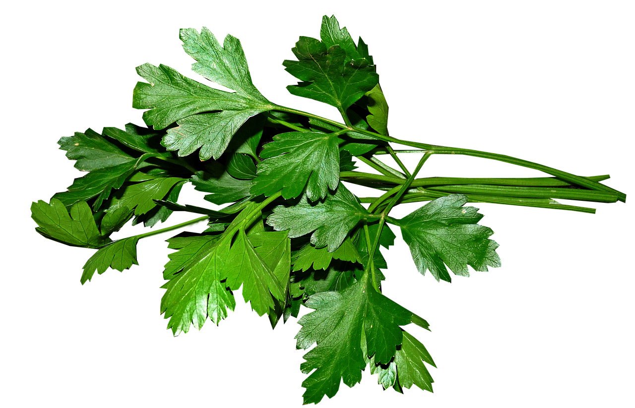 a bunch of green leaves on a black background, hurufiyya, italian, ¯_(ツ)_/¯